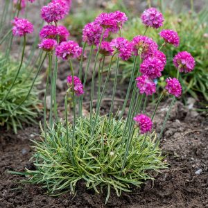 Zawciąg nadmorski 'Nifty Thrifty' Armeria maritima 'Nifty Thrifty'