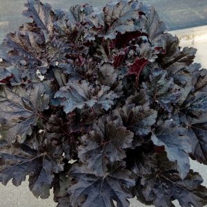 Żurawka 'Timeless Night' Heuchera 'Timeless Night'
