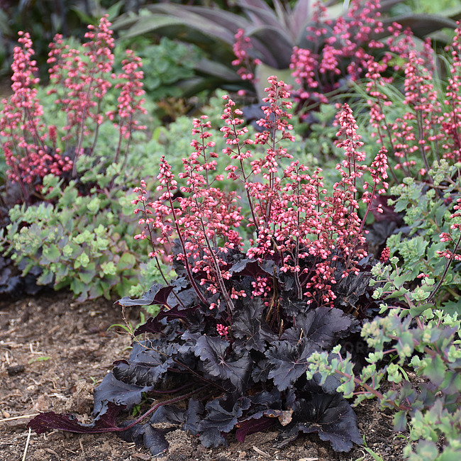 Żurawka 'Timeless Night' Heuchera 'Timeless Night' 1