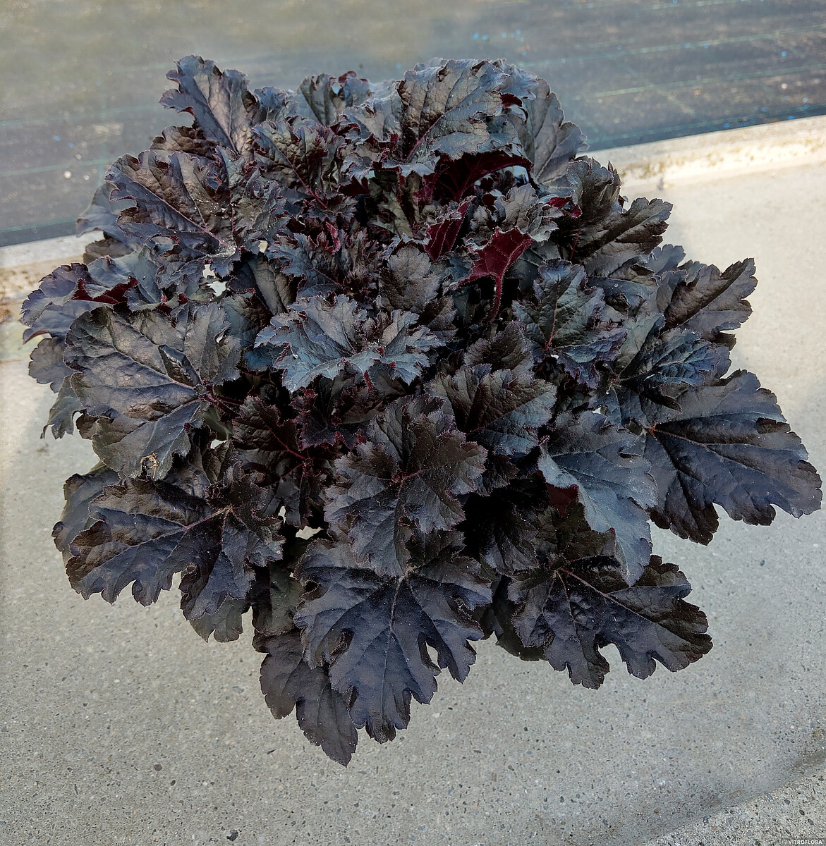 Żurawka 'Timeless Night' Heuchera 'Timeless Night' 2