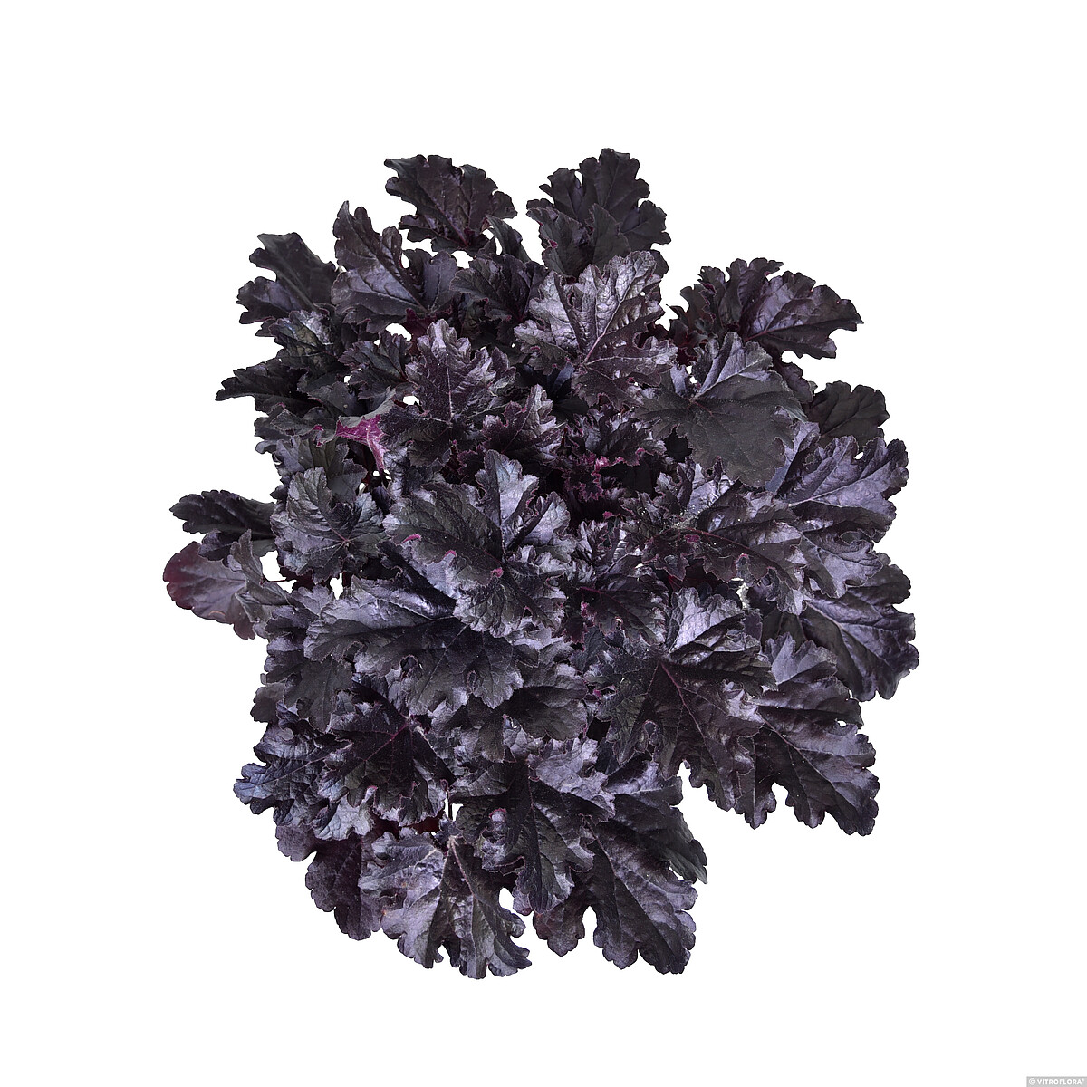 Żurawka 'Timeless Night' Heuchera 'Timeless Night' 3