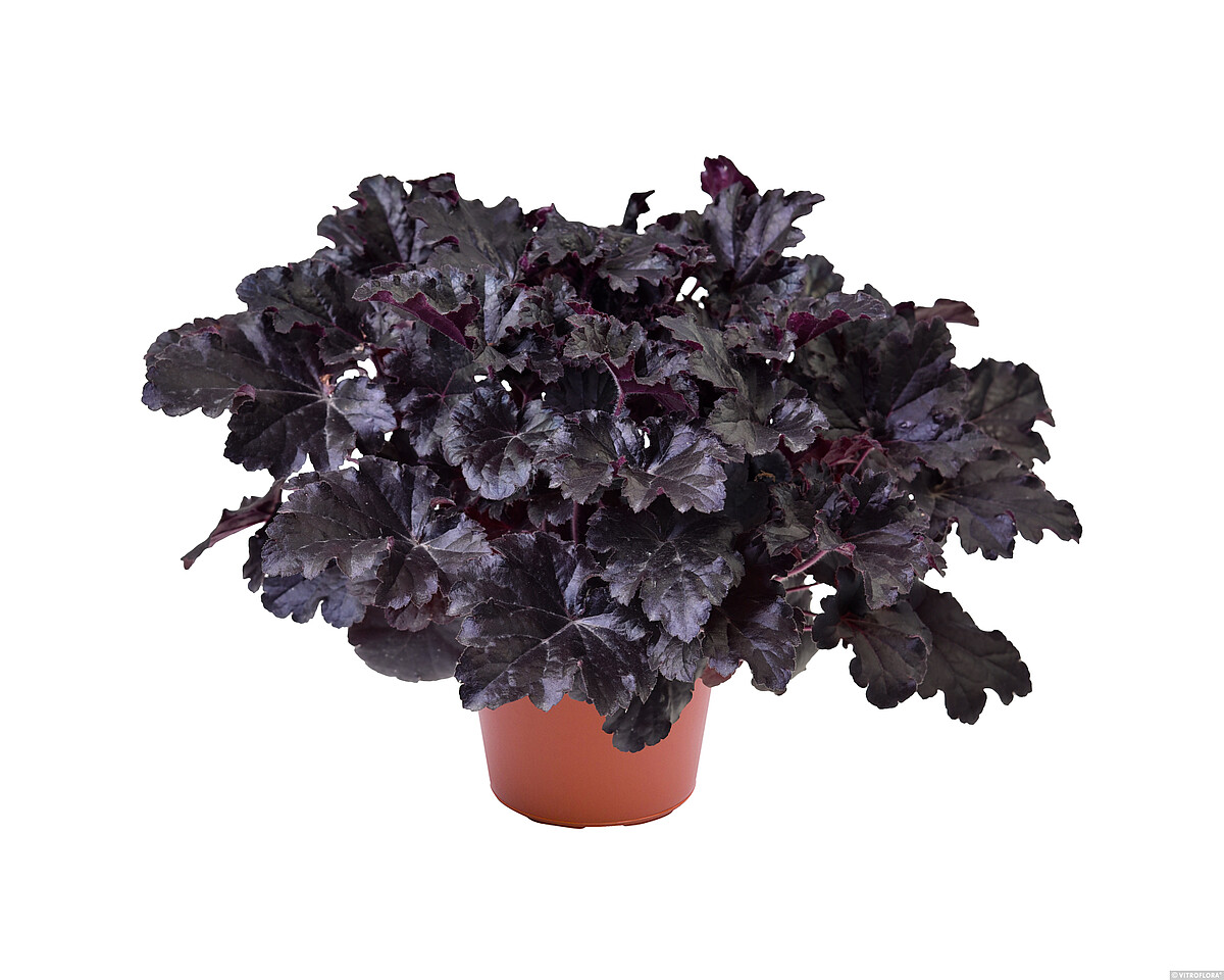 Żurawka 'Timeless Night' Heuchera 'Timeless Night' 4