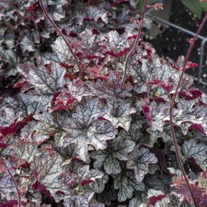 Żurawka 'World Caffé Corretto' Heuchera 'World Caffé Corretto'