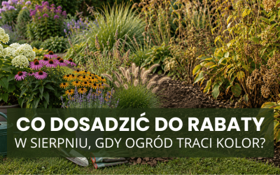 Co dosadzić do rabaty w sierpniu, gdy ogród traci kolor?