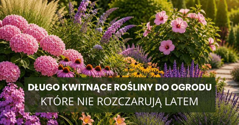 dlugo kwitnace rosliny do ogrodu