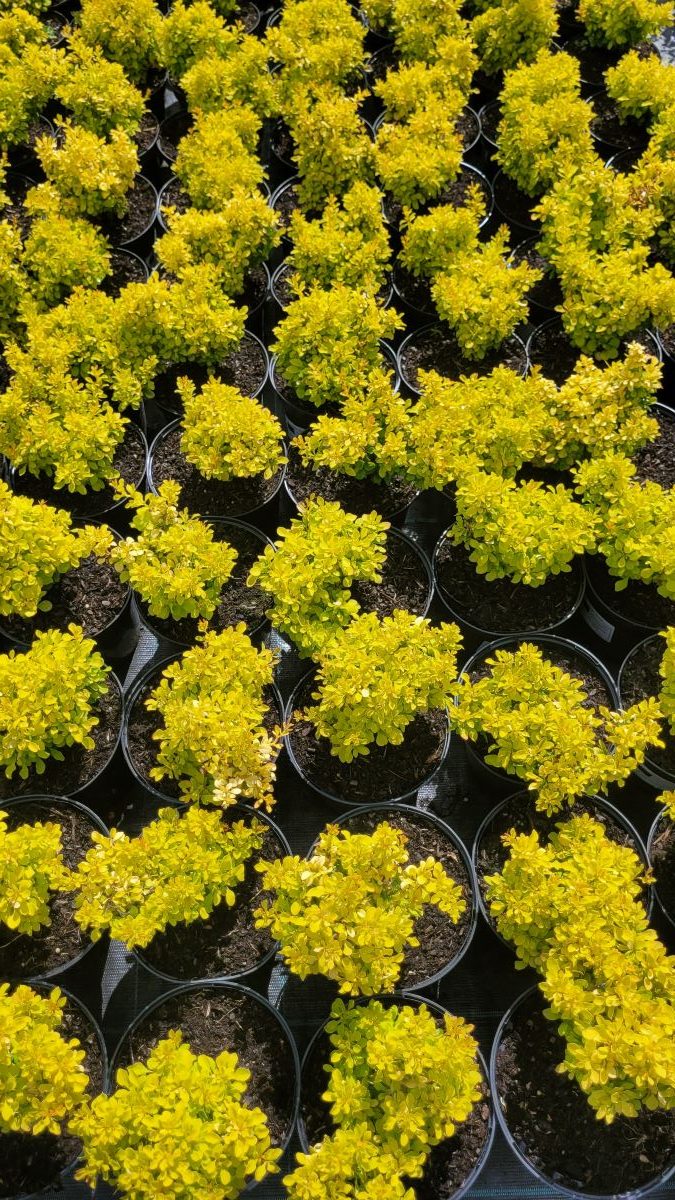 erberys Thunberga 'Golden Devine', Berberis thunbergii 'Golden Devine'