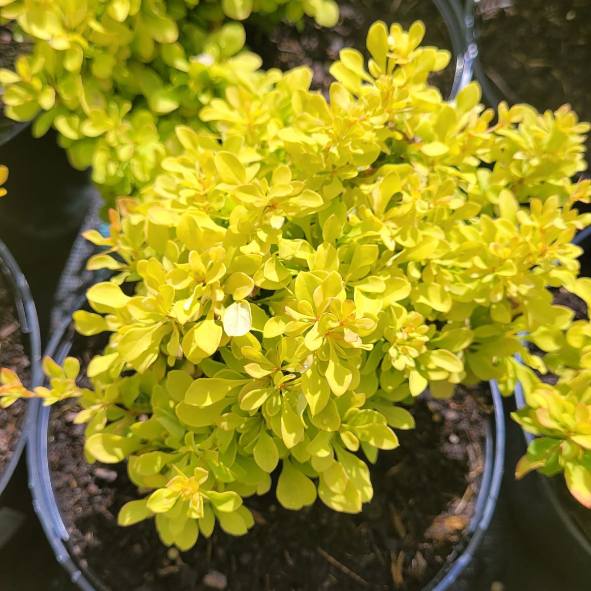 erberys Thunberga 'Golden Devine', Berberis thunbergii 'Golden Devine'1