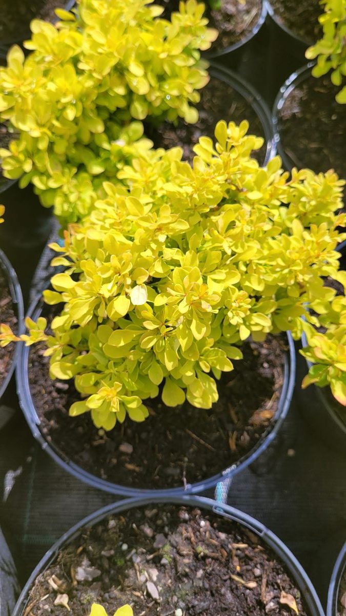 erberys Thunberga 'Golden Devine', Berberis thunbergii 'Golden Devine'2