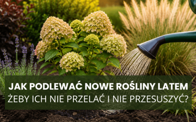 Jak podlewać nowe rośliny latem, żeby ich nie przelać i nie przesuszyć?