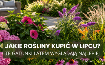 Jakie rośliny kupić w lipcu? Te gatunki latem wyglądają najlepiej