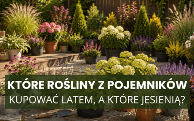 Które rośliny z pojemników kupować latem, a które jesienią?