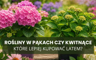 Rośliny w pąkach czy kwitnące – które lepiej kupować latem?