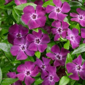 Barwinek pospolity 'Atropurpurea Plena' Vinca minor 'Atropurpurea Plena'