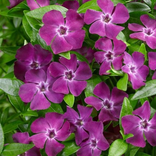 Barwinek pospolity 'Atropurpurea Plena' Vinca minor 'Atropurpurea Plena'