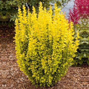 Berberys Thunberga 'Maria' Berberis thunbergii