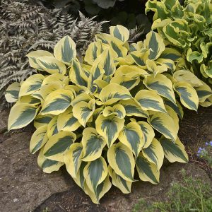 Funkia 'Autumn Frost' Hosta 'Autumn Frost'