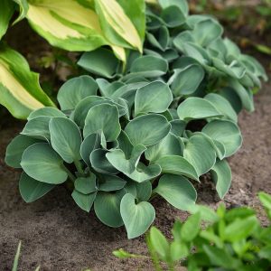 Funkia 'Blue Mouse Ears' Hosta 'Blue Mouse Ears'