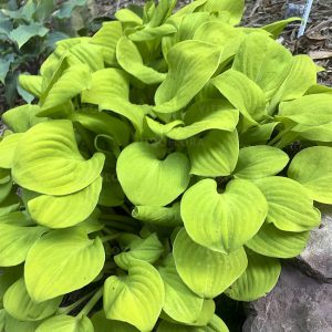 Funkia 'Sun Mouse' Hosta 'Sun Mouse'