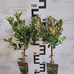 Głogownik Frasera 'Chico' na pniu Photinia × fraseri 'Chico'3