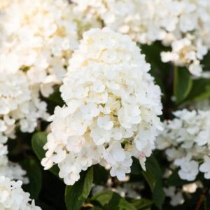 Hortensja bukietowa 'Living Little Blossom' Hydrangea paniculata 'Living Little Blossom' 1