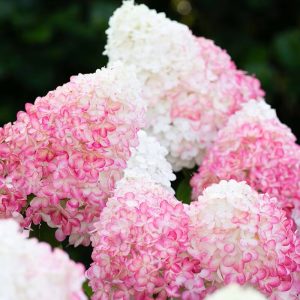 Hortensja bukietowa 'Living Pink & Rose' Hydrangea paniculata 'Living Pink & Rose'