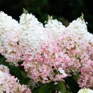 Hortensja bukietowa 'Living Strawberry Blossom' Hydrangea paniculata 'Living Strawberry Blossom'