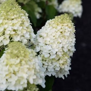Hortensja bukietowa 'Living Sugar Rush' Hydrangea paniculata 'Living Sugar Rush'