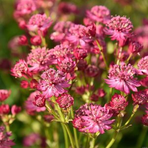 Jarzmianka większa 'Cerise Button' Astrantia major 'Cerise Button'