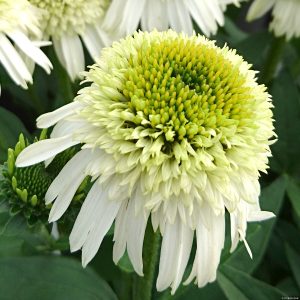 Jeżówka 'Delicious Nougat' Echinacea hybrida 'Delicious Nougat')