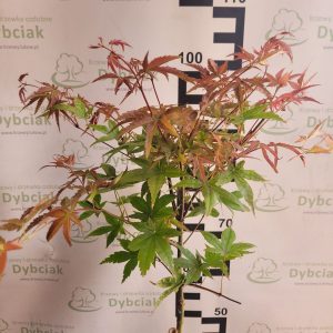 Klon palmowy 'Deshojo' na pniu Acer palmatum 'Deshojo'2