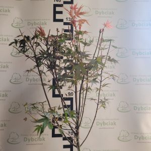 Klon palmowy 'Hime Shojo' na pniu Acer palmatum 'Hime Shojo'2