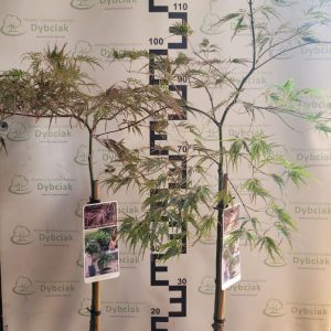 Klon palmowy 'Inaba-shidare' na pniu Acer palmatum 'Inaba-shidare'