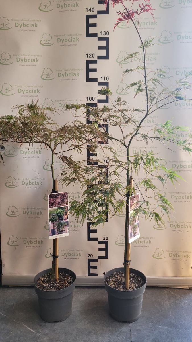 Klon palmowy 'Inaba-shidare' na pniu Acer palmatum 'Inaba-shidare'