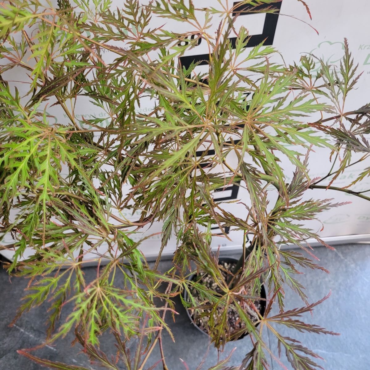 Klon palmowy 'Inaba-shidare' na pniu Acer palmatum 'Inaba-shidare'1