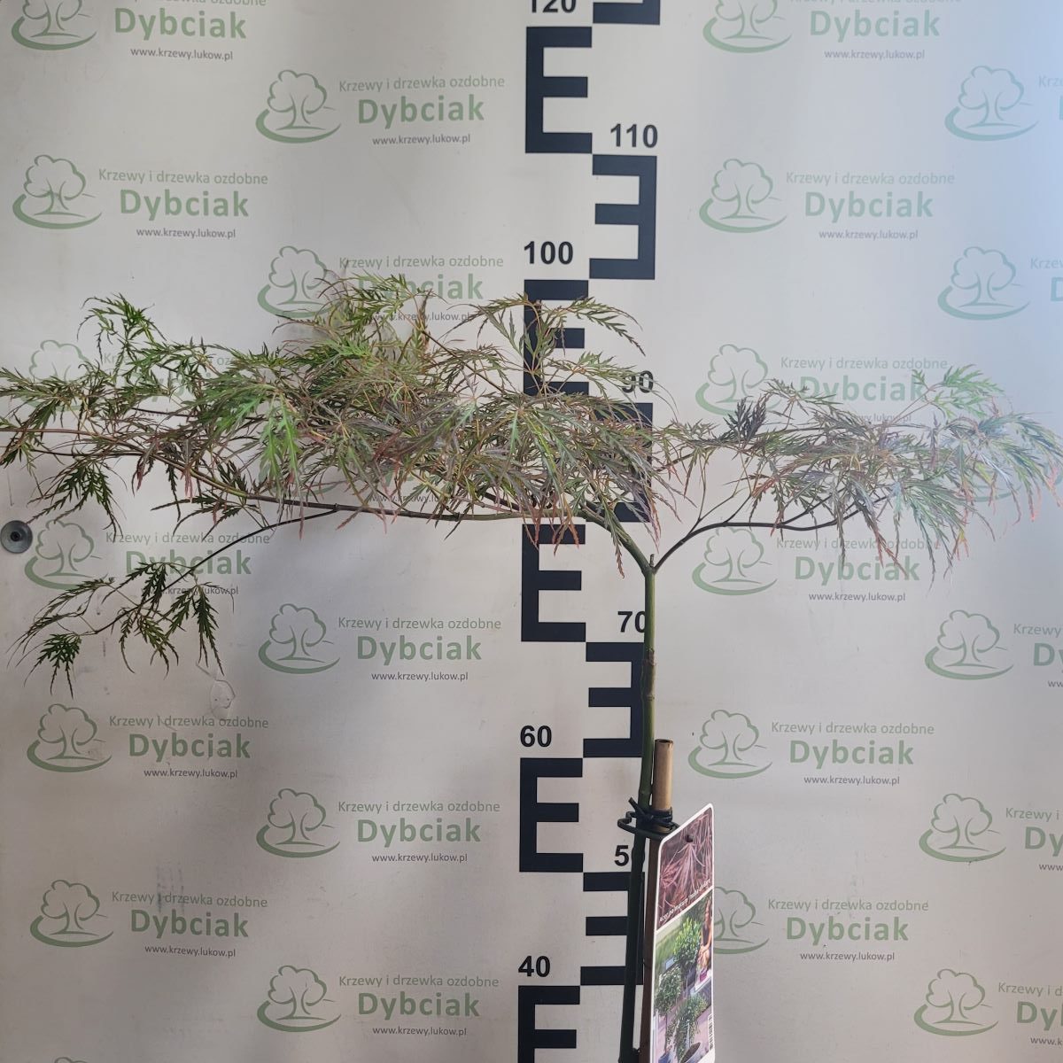 Klon palmowy 'Inaba-shidare' na pniu Acer palmatum 'Inaba-shidare'2