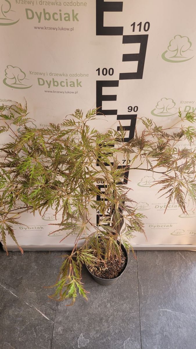 Klon palmowy 'Inaba-shidare' na pniu Acer palmatum 'Inaba-shidare'3