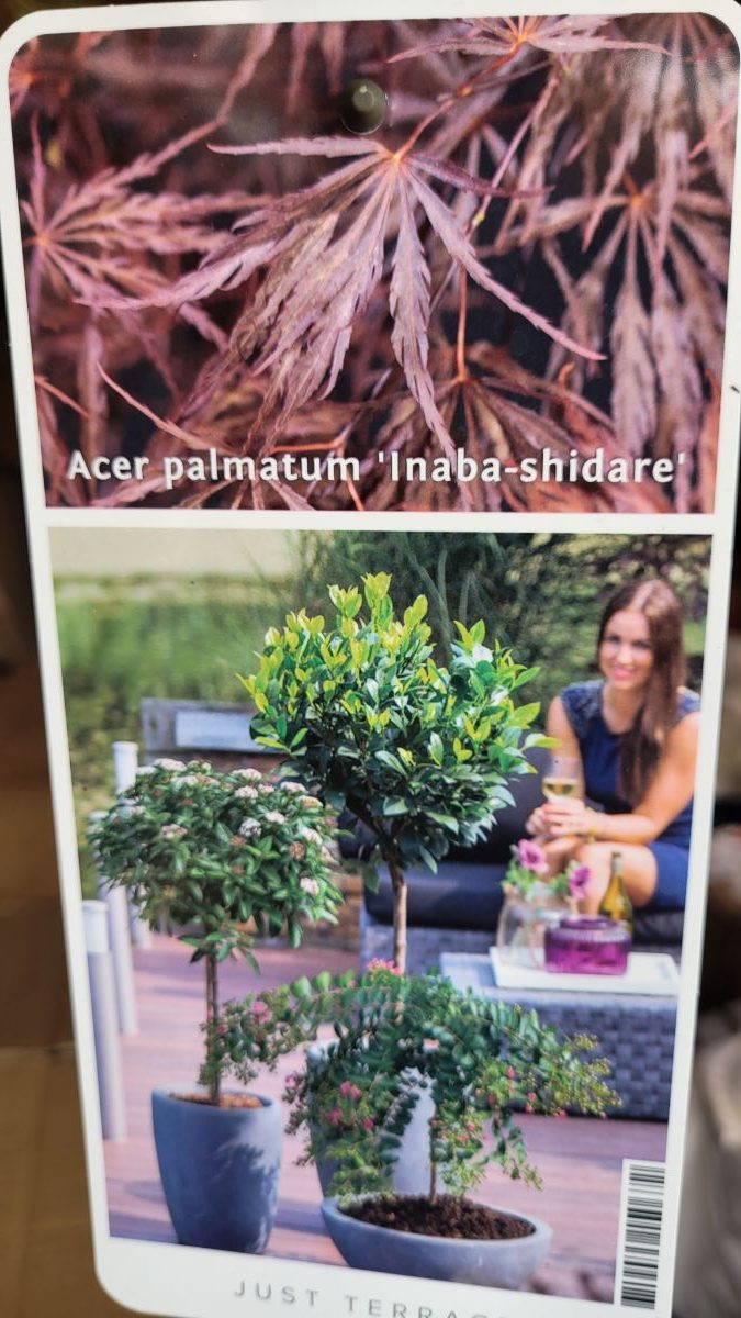 Klon palmowy 'Inaba-shidare' na pniu Acer palmatum 'Inaba-shidare'4