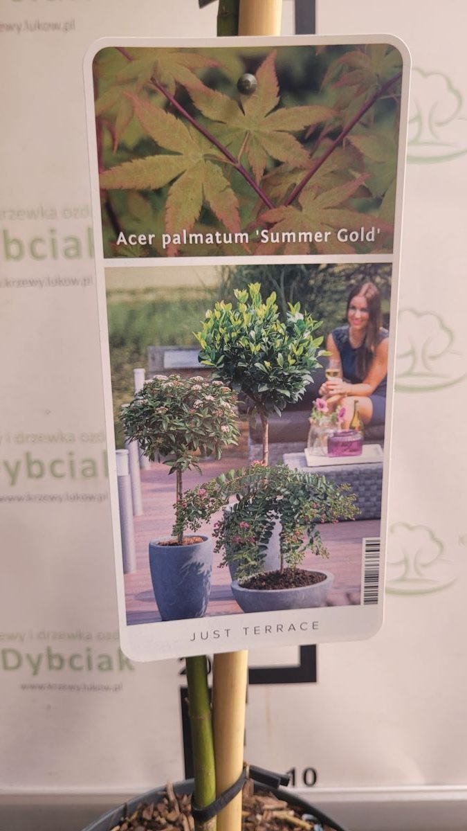Klon palmowy 'Summer Gold' na pniu Acer palmatum 'Summer Gold'