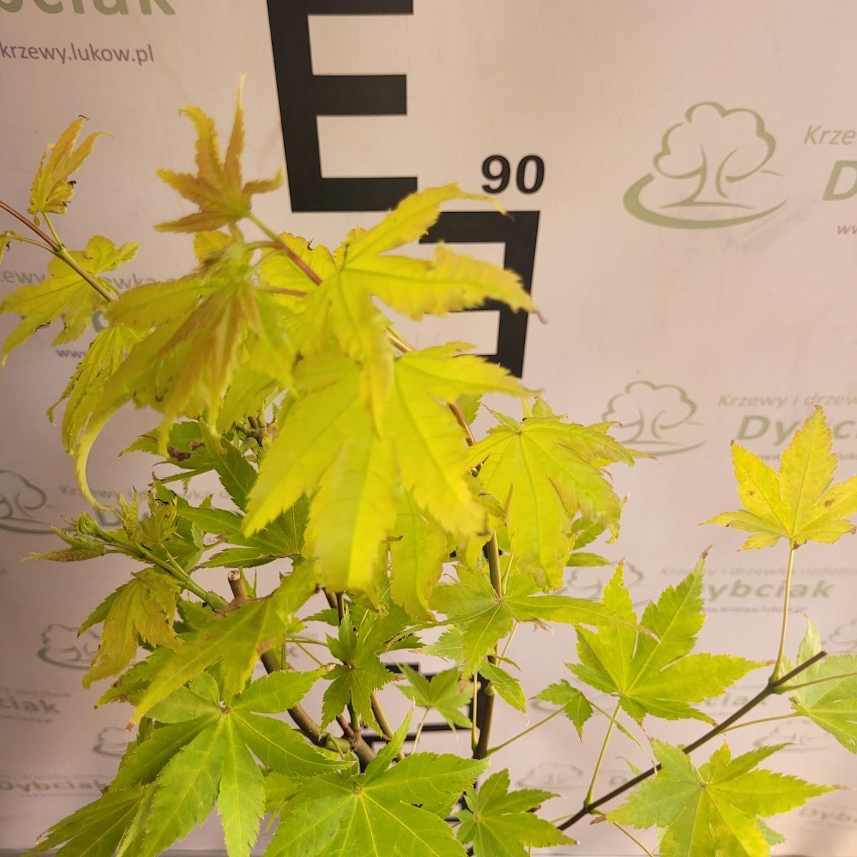 Klon palmowy 'Summer Gold' na pniu Acer palmatum 'Summer Gold'2