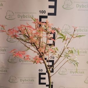 Klon palmowy 'Taylor' na pniu Acer palmatum 'Taylor'2
