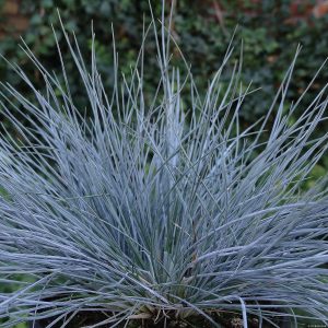 Kostrzewa sina 'Blauglut' Festuca glauca 'Blauglut'