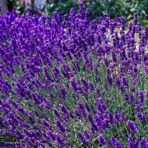 Lawenda wąskolistna 'Dwarf Blue' Lavandula angustifolia 'Dwarf Blue'