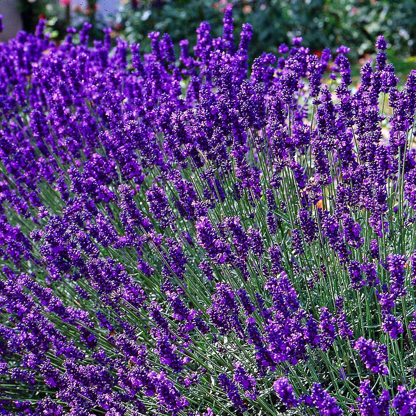 Lawenda wąskolistna 'Dwarf Blue' Lavandula angustifolia 'Dwarf Blue'