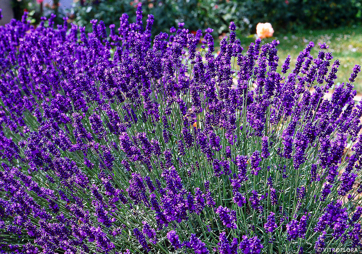 Lawenda wąskolistna 'Dwarf Blue' Lavandula angustifolia 'Dwarf Blue'1