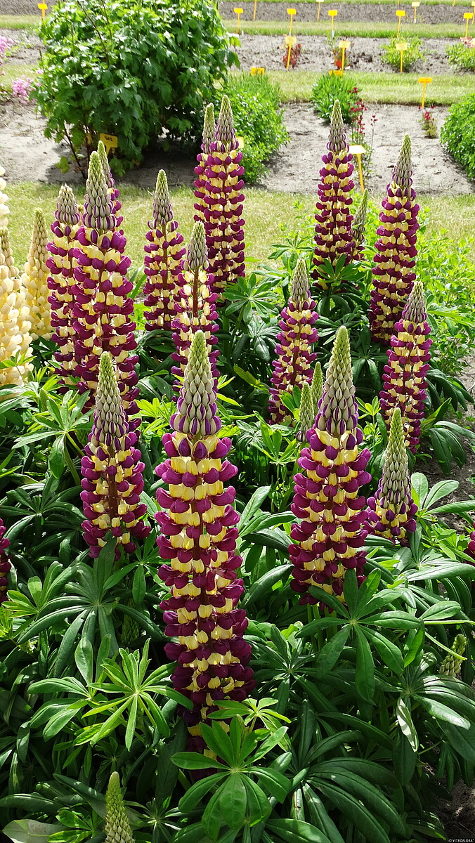Łubin 'Manhattan Lights' Lupinus hybrida 'Manhattan Lights'