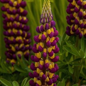 Łubin 'Manhattan Lights' Lupinus hybrida 'Manhattan Lights'1