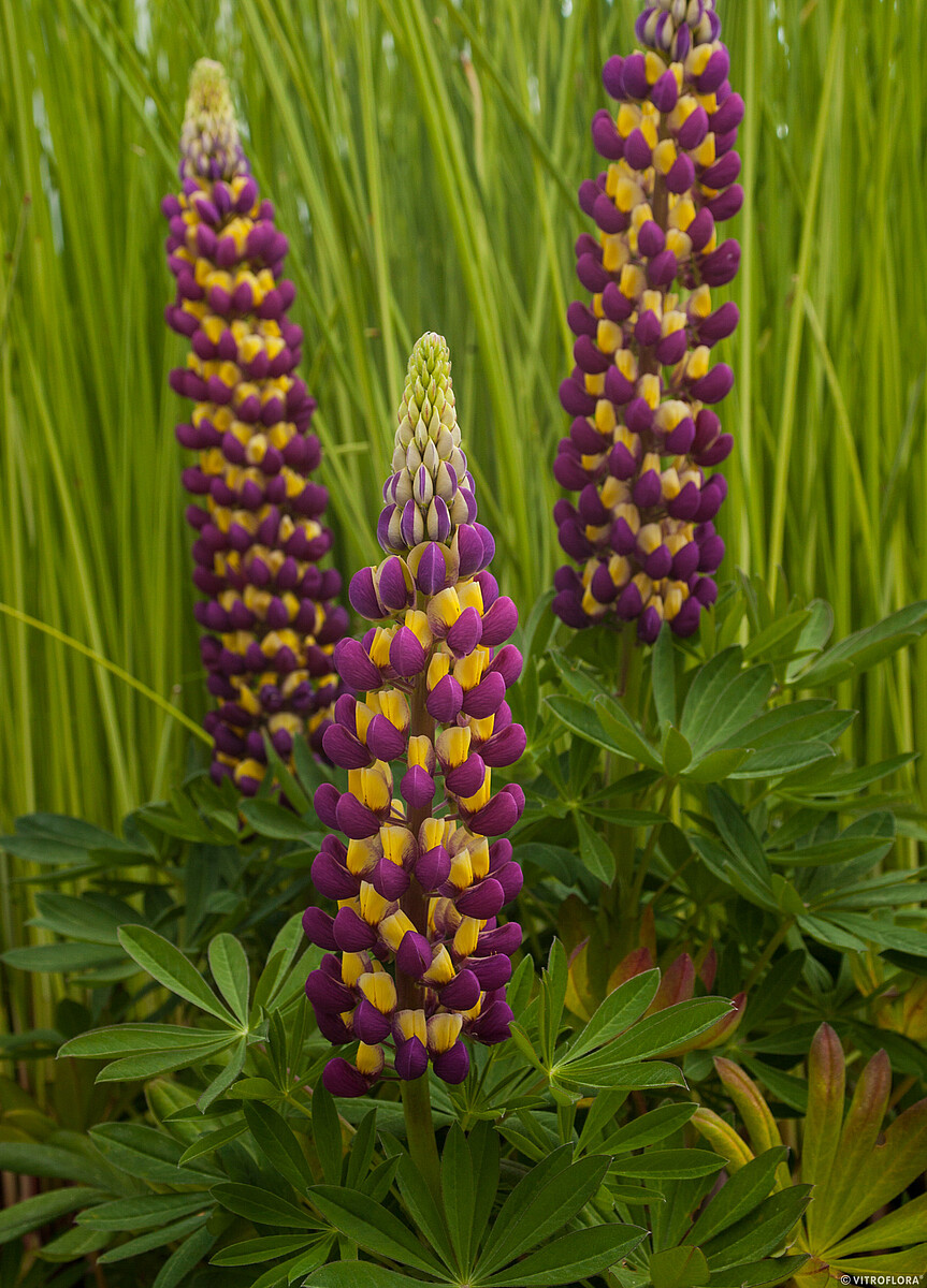 Łubin 'Manhattan Lights' Lupinus hybrida 'Manhattan Lights'2
