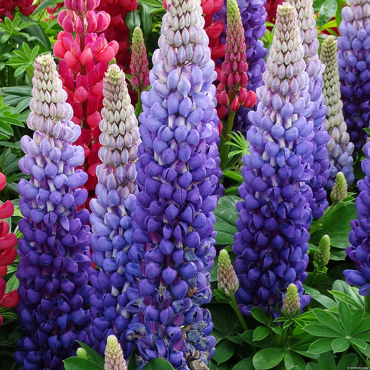 Łubin 'Persian Slipper' Lupinus hybrida 'Persian Slipper'