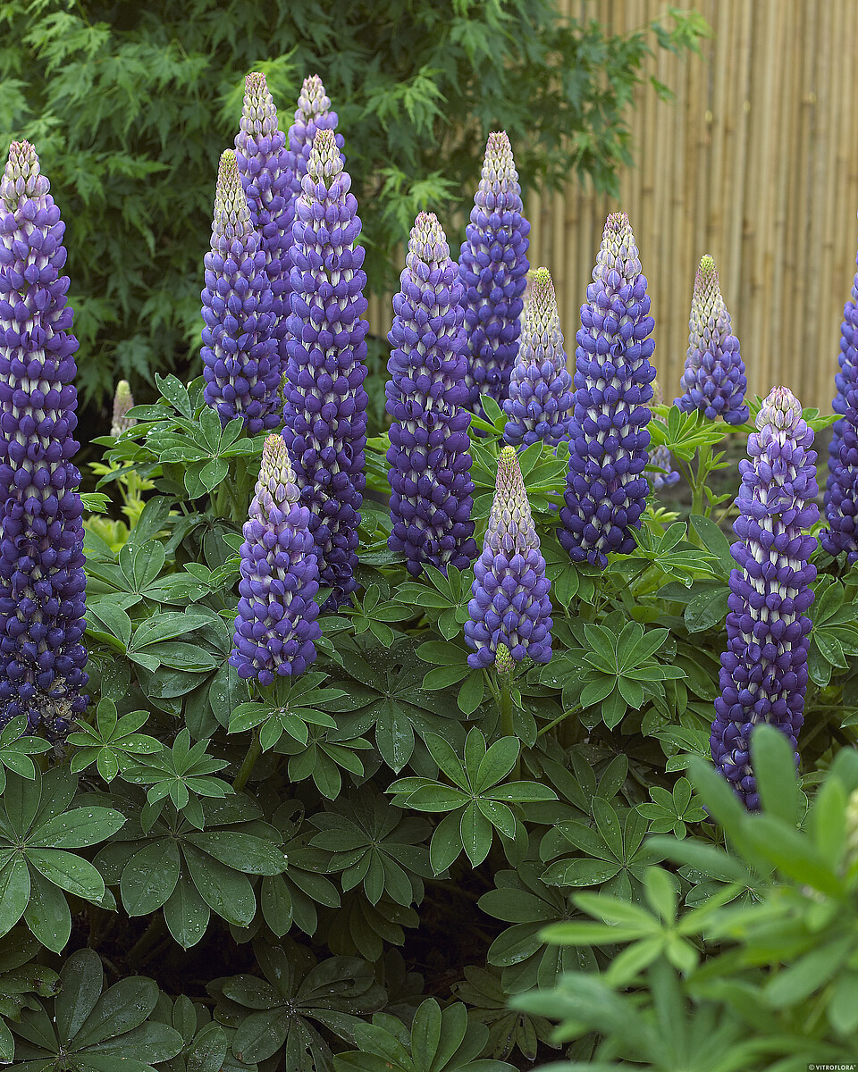 Łubin 'Persian Slipper' Lupinus hybrida 'Persian Slipper'1