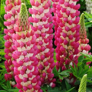 Łubin 'Rachel de Thame' Lupinus hybrida 'Rachel de Thame'